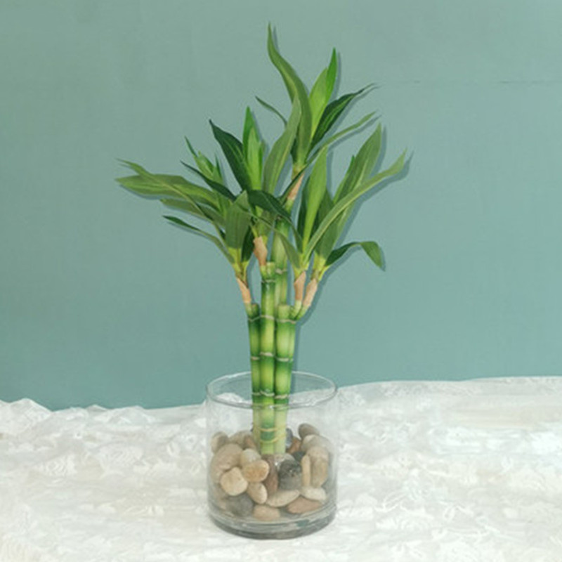 Echeveria Succulent - Nowa 40cm sztuczna roślina Lucky Bamboo,