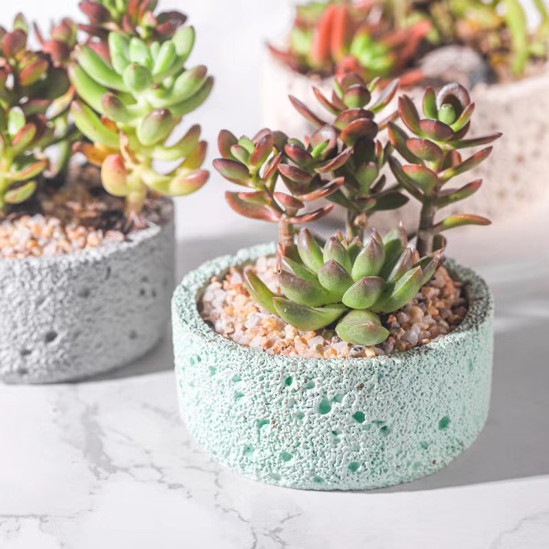 Nordycka doniczka cementowa pr – Echeveria Succulent recenzja i cena
